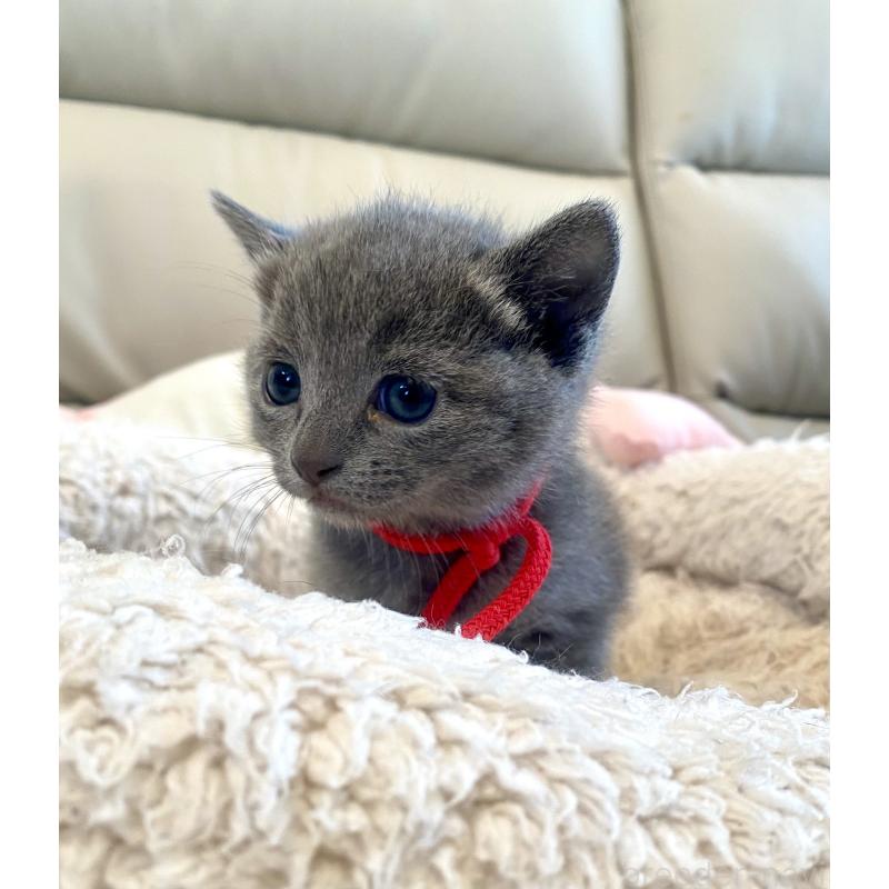 販売中の東京都のロシアンブルー-140178の9枚目