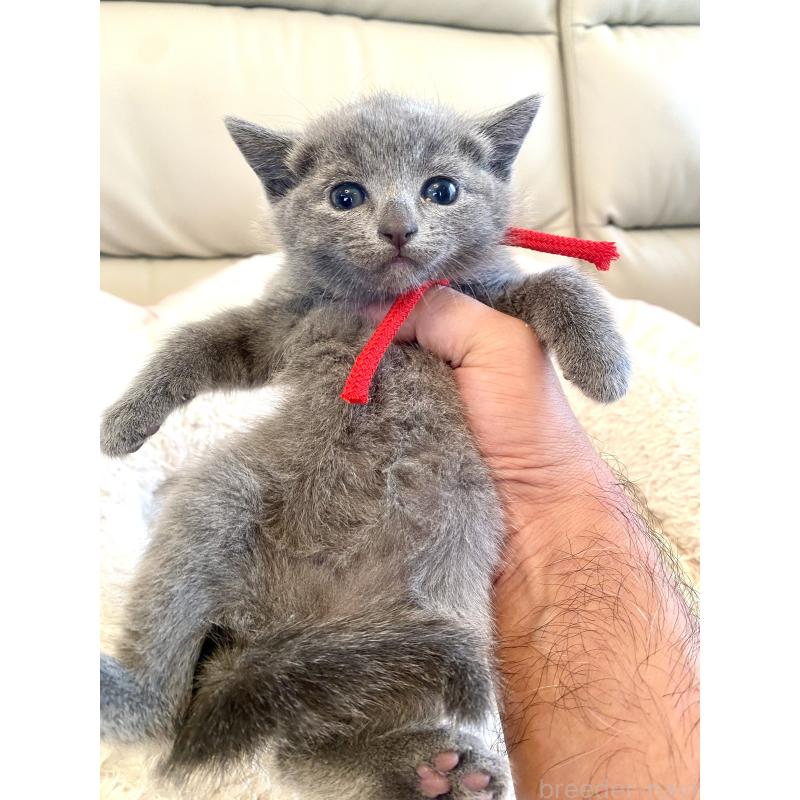 販売中の東京都のロシアンブルー-140178の8枚目