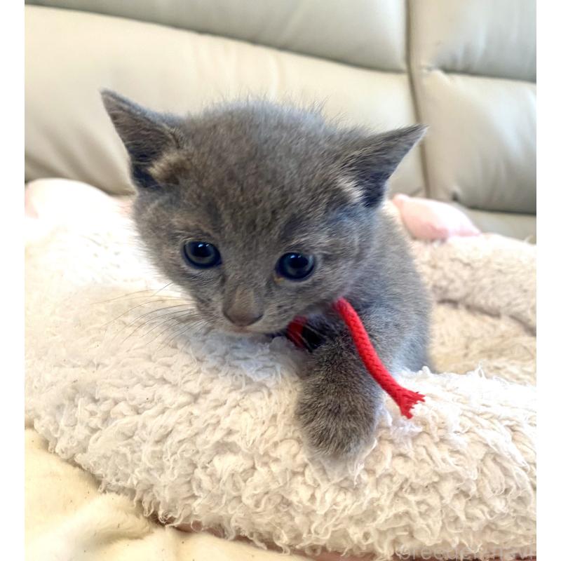 販売中の東京都のロシアンブルー-140178の7枚目