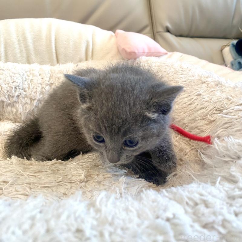 販売中の東京都のロシアンブルー-140178の6枚目