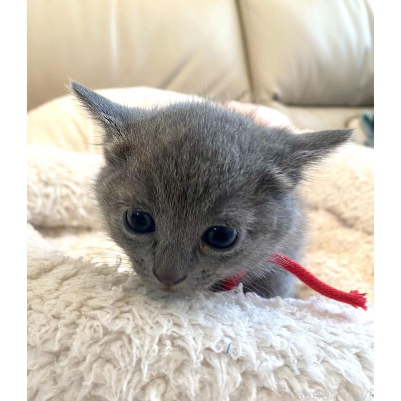 販売中の東京都のロシアンブルー-140178の5枚目