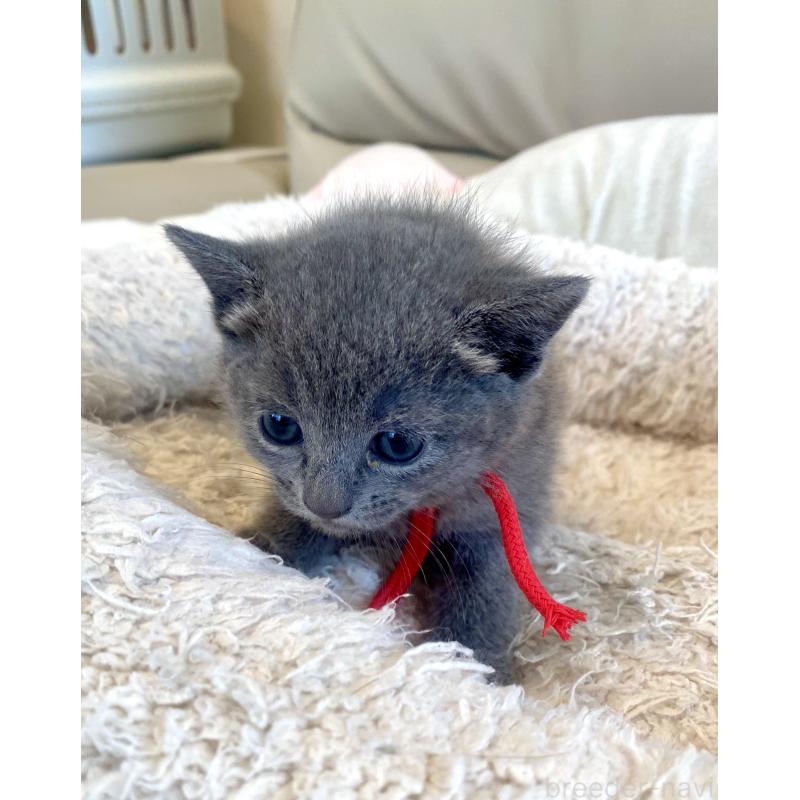 販売中の東京都のロシアンブルー-140178の4枚目