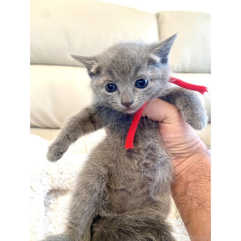 販売中の東京都のロシアンブルー-140178の3枚目