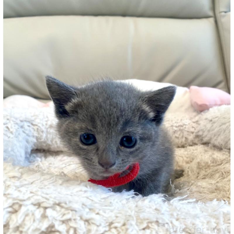 販売中の東京都のロシアンブルー-140178の2枚目