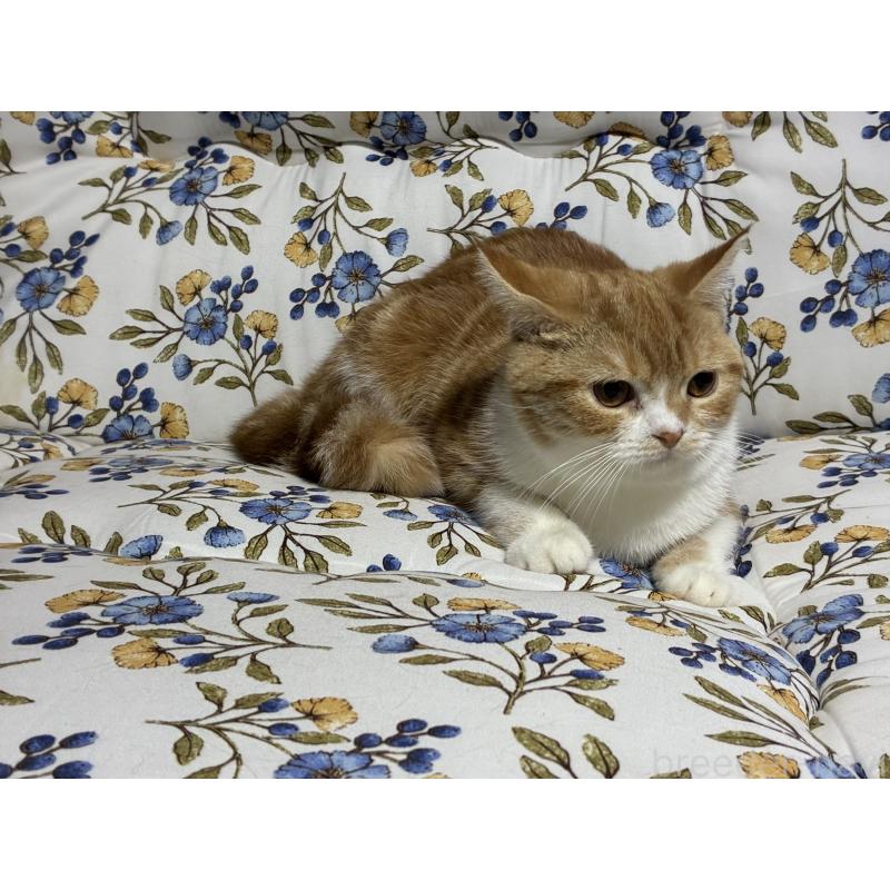 販売中の神奈川県のスコティッシュフォールド-140180の5枚目