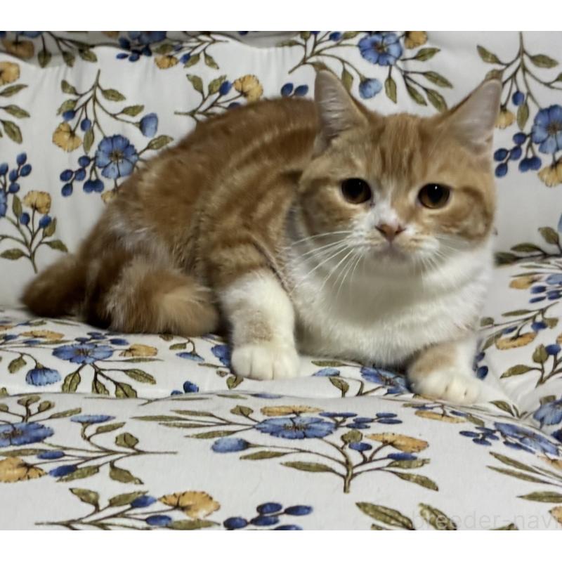 販売中の神奈川県のスコティッシュフォールド-140180の4枚目