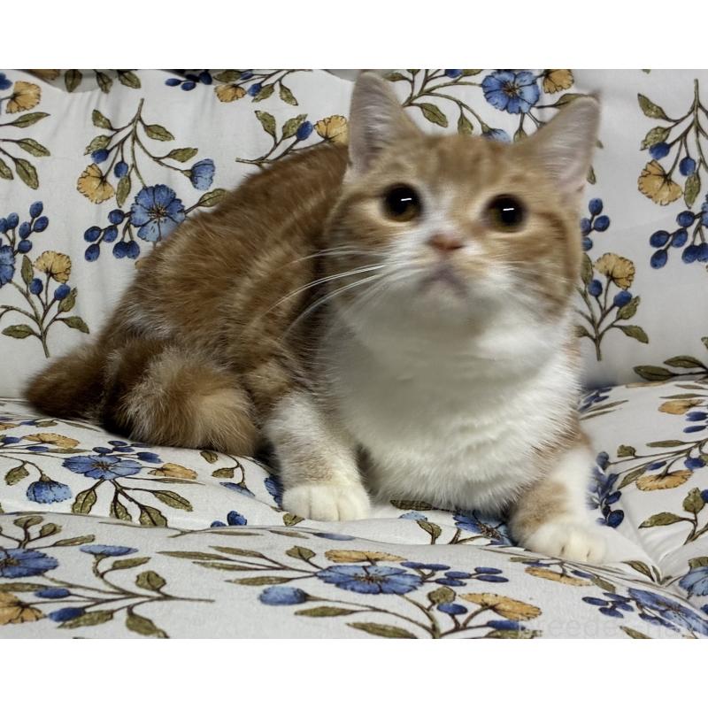 販売中の神奈川県のスコティッシュフォールド-140180の3枚目