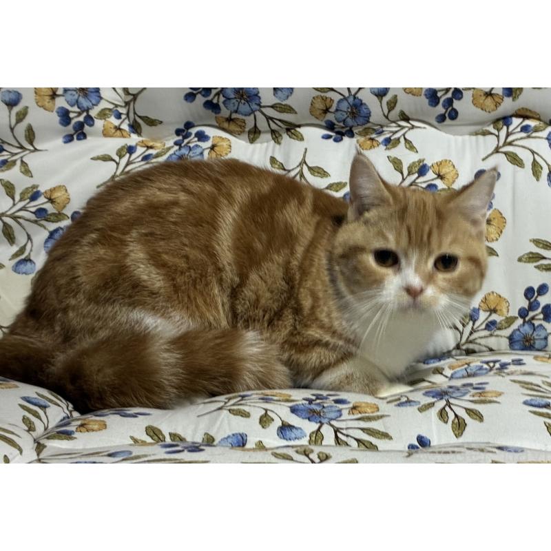 販売中の神奈川県のスコティッシュフォールド-140180の2枚目