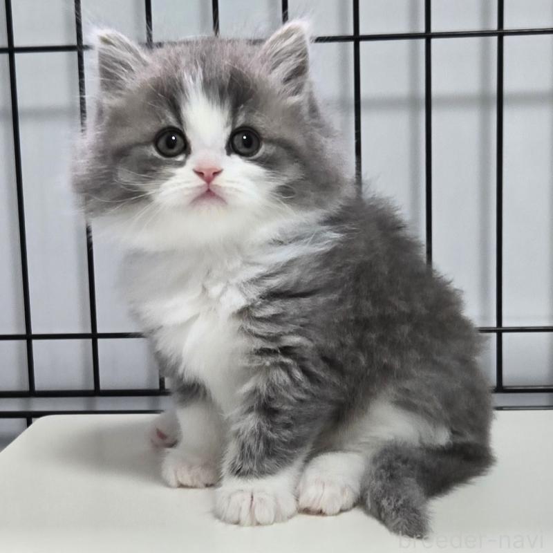 販売中の福岡県のマンチカン-138800