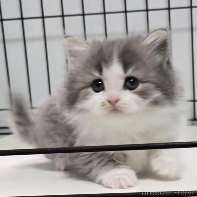 販売中の福岡県のマンチカン-138805