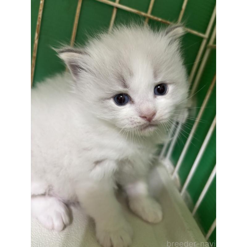 成約済の兵庫県のラグドール-140181の3枚目