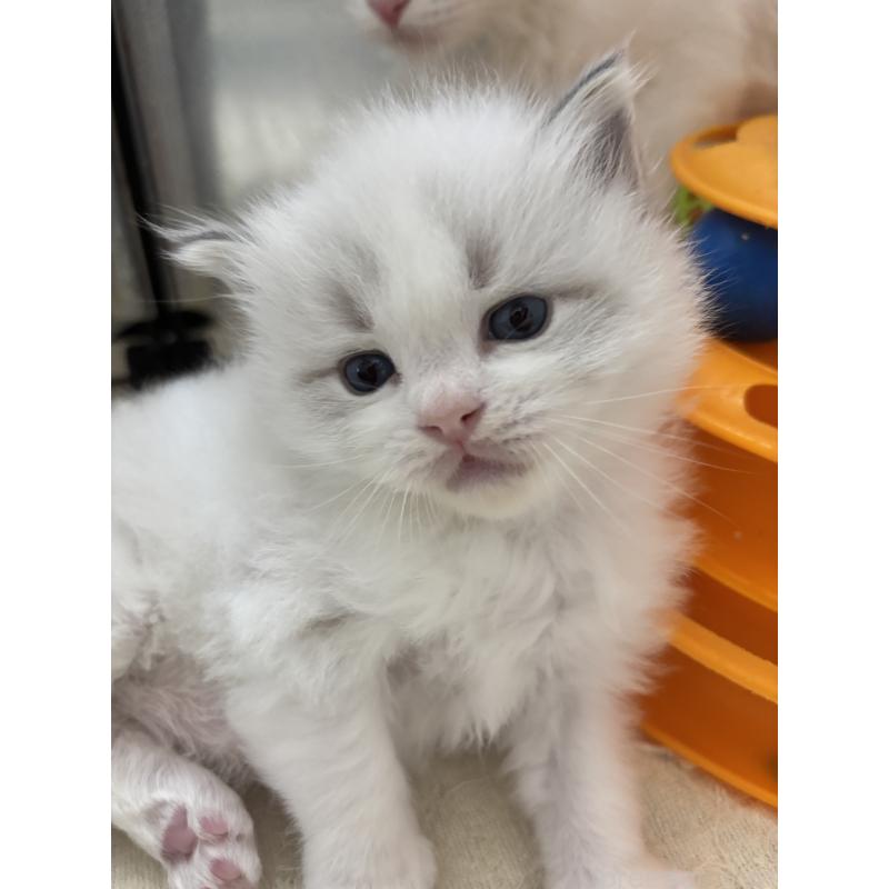 成約済の兵庫県のラグドール-140181の2枚目