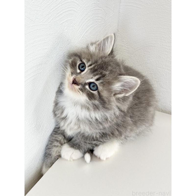 販売中の埼玉県のサイベリアン-140182の8枚目