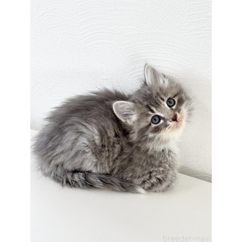 販売中の埼玉県のサイベリアン-140182の7枚目