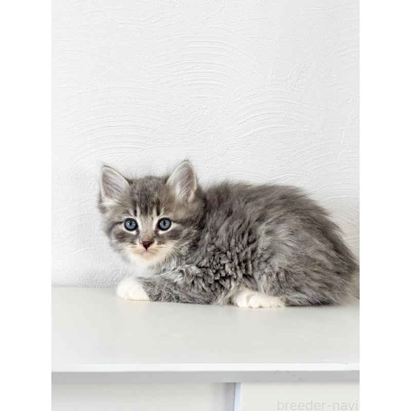 販売中の埼玉県のサイベリアン-140182の6枚目