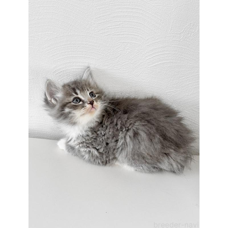 販売中の埼玉県のサイベリアン-140182の5枚目