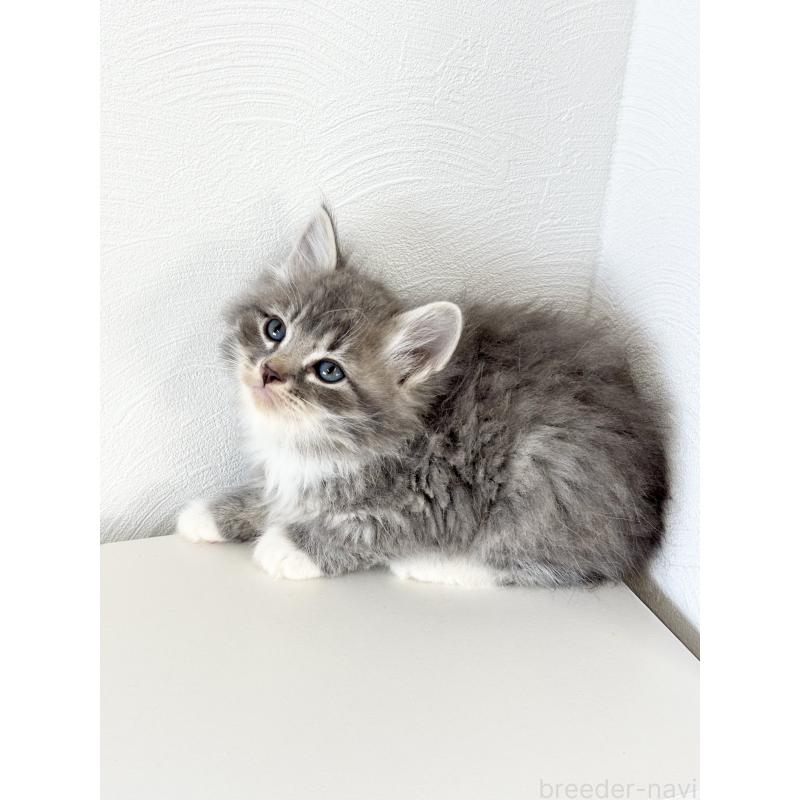 販売中の埼玉県のサイベリアン-140182の4枚目