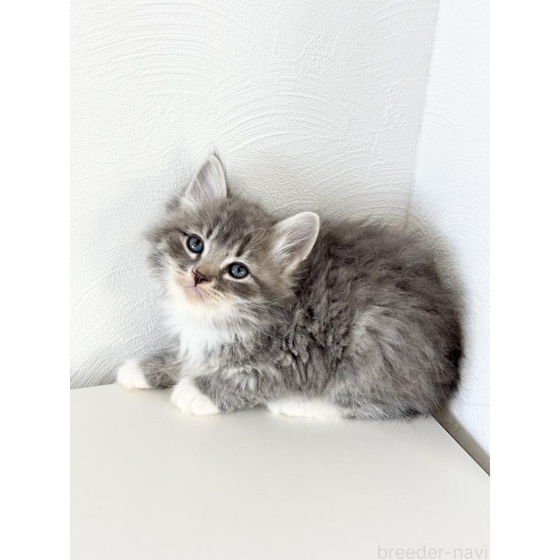 販売中の埼玉県のサイベリアン-140182の3枚目