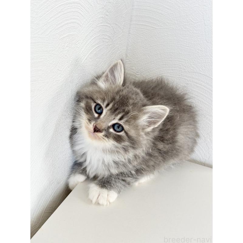 販売中の埼玉県のサイベリアン-140182の2枚目