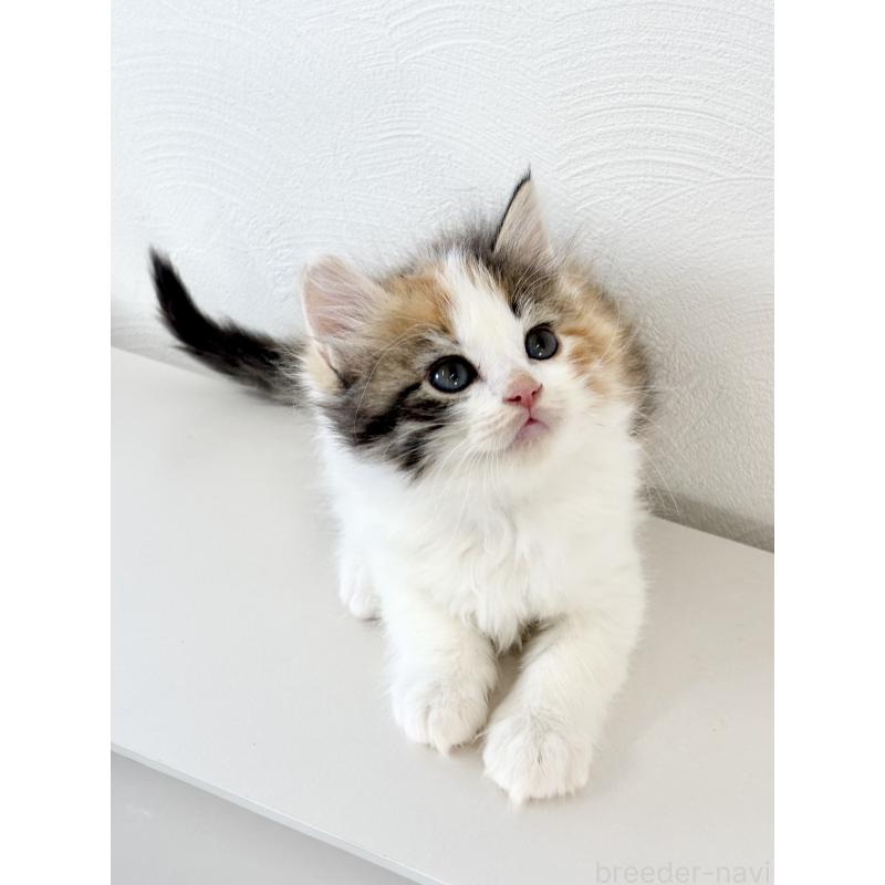 成約済の埼玉県のサイベリアン-140184の13枚目