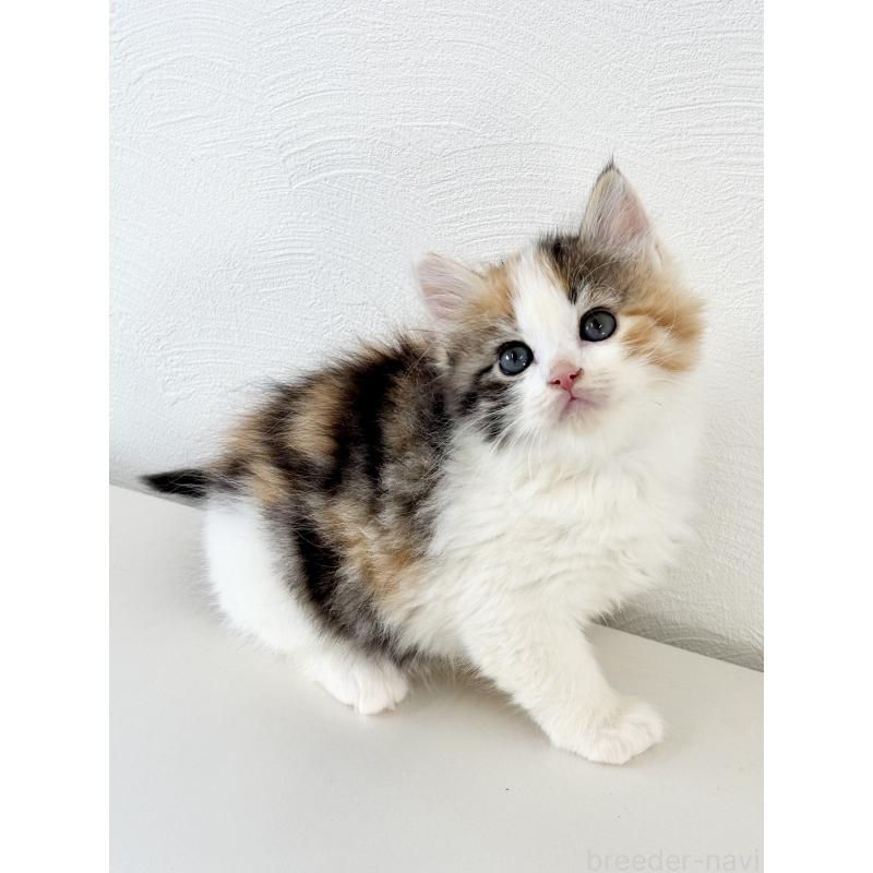 成約済の埼玉県のサイベリアン-140184の12枚目