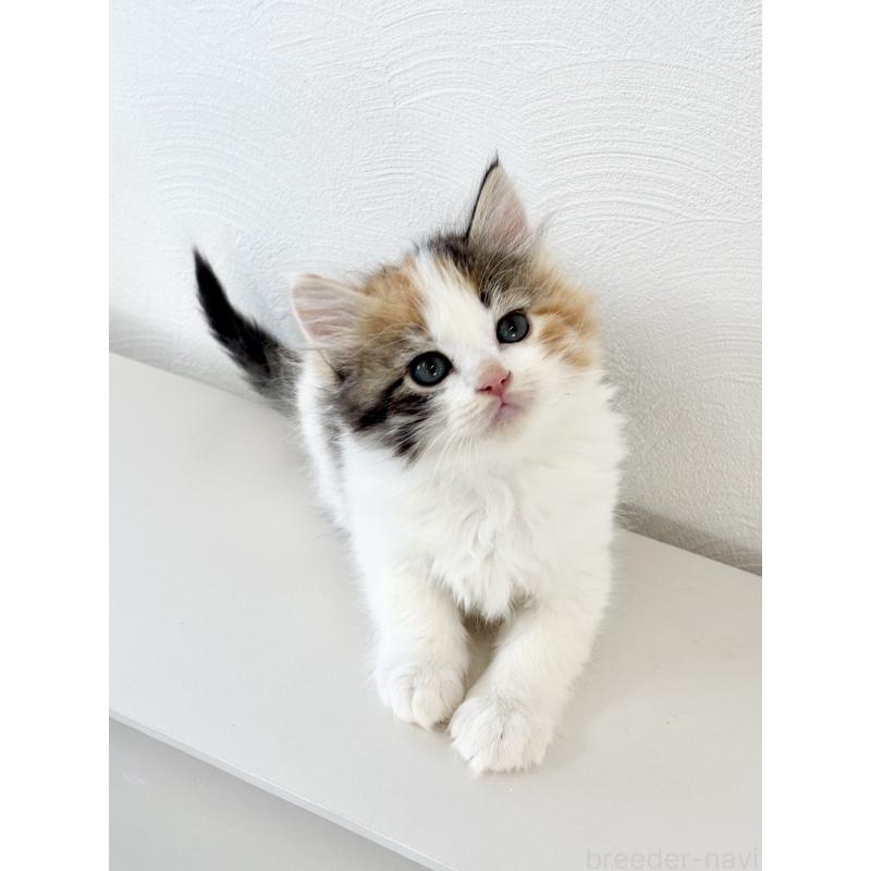 成約済の埼玉県のサイベリアン-140184の11枚目