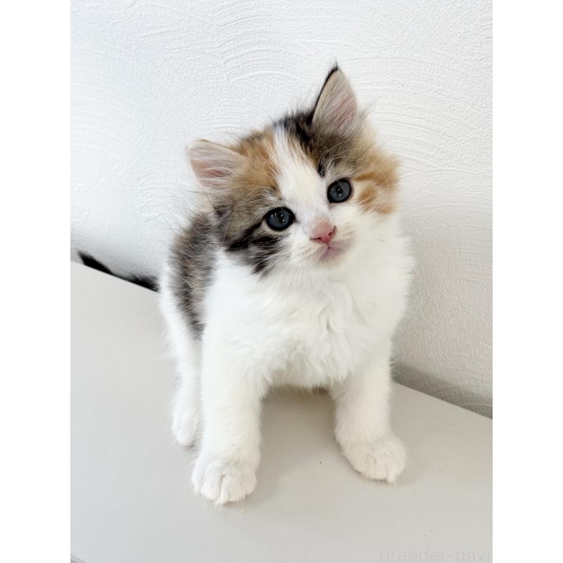 成約済の埼玉県のサイベリアン-140184の10枚目