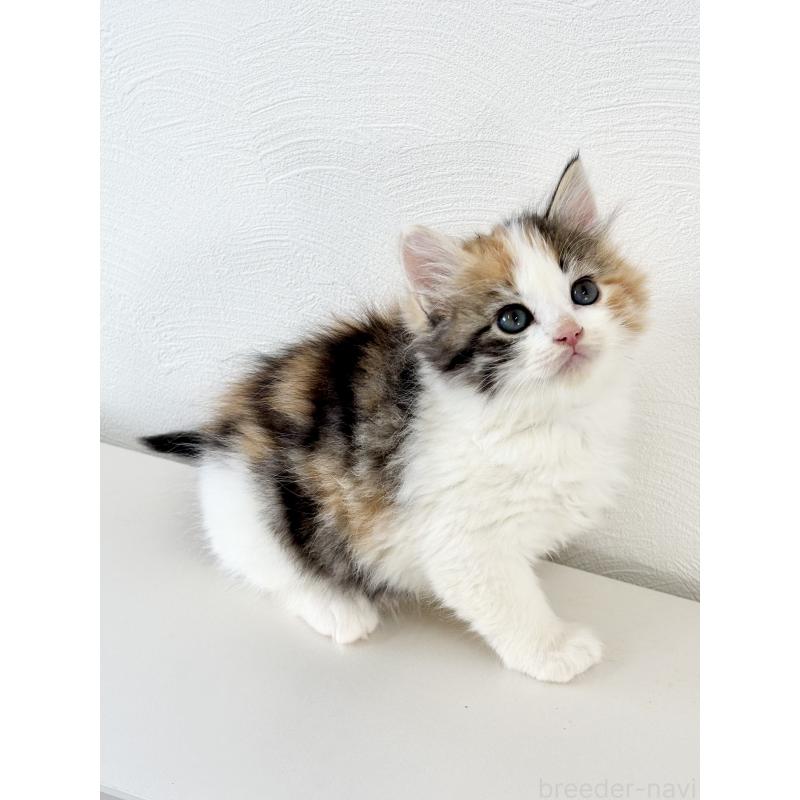 成約済の埼玉県のサイベリアン-140184の9枚目