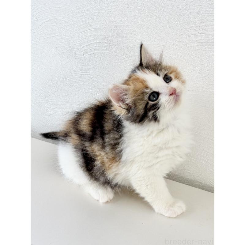 成約済の埼玉県のサイベリアン-140184の8枚目