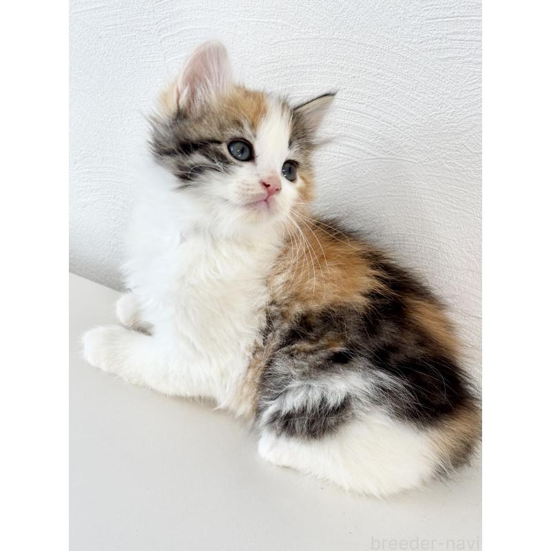 成約済の埼玉県のサイベリアン-140184の7枚目