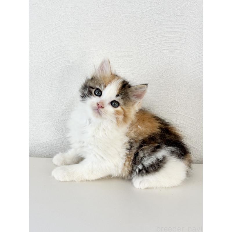 成約済の埼玉県のサイベリアン-140184の6枚目