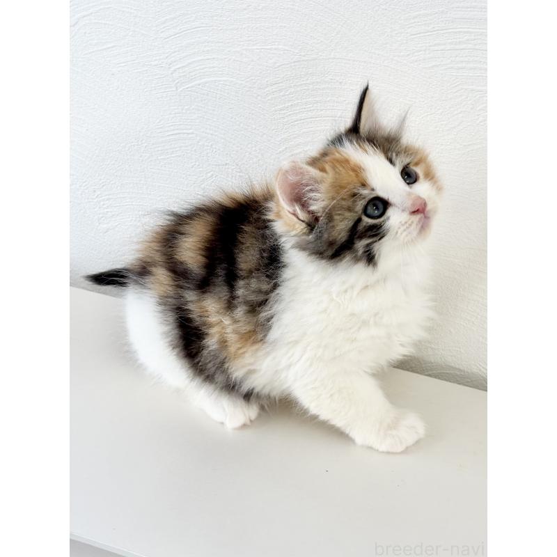 成約済の埼玉県のサイベリアン-140184の5枚目