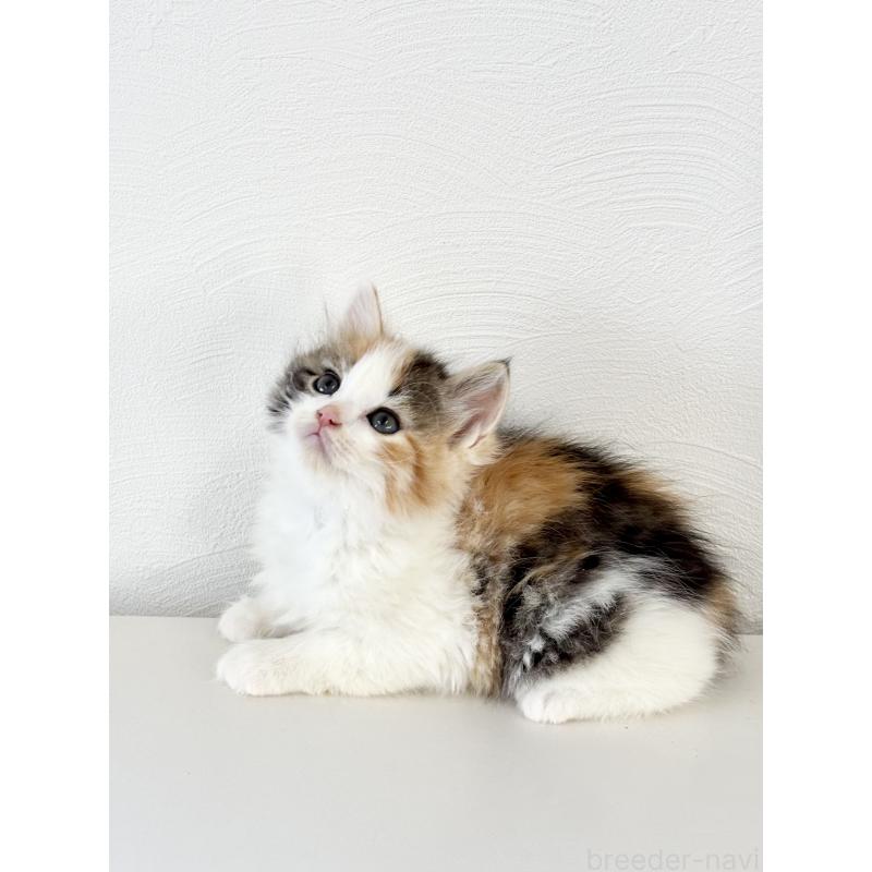 成約済の埼玉県のサイベリアン-140184の4枚目