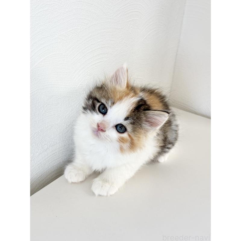 成約済の埼玉県のサイベリアン-140184の3枚目