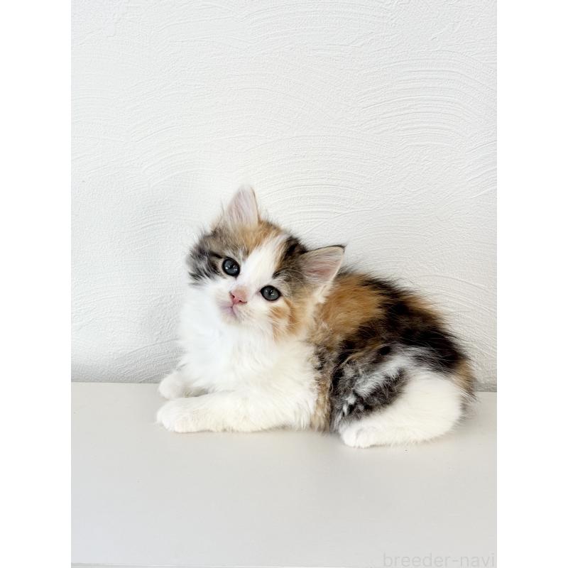 成約済の埼玉県のサイベリアン-140184の2枚目