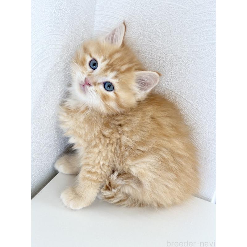 成約済の埼玉県のサイベリアン-140185の7枚目