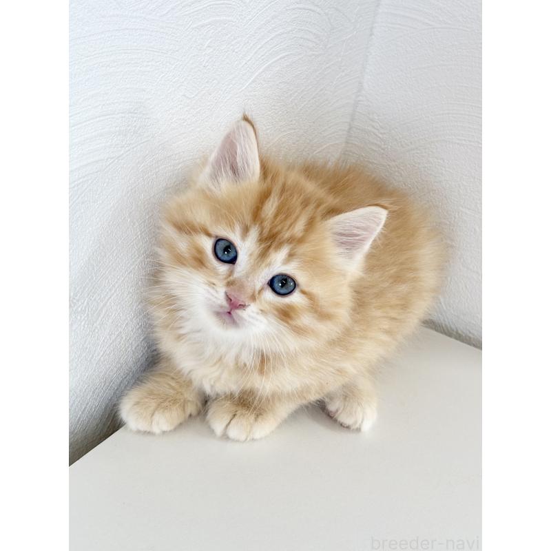 成約済の埼玉県のサイベリアン-140185の6枚目