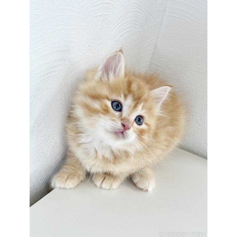 成約済の埼玉県のサイベリアン-140185の5枚目