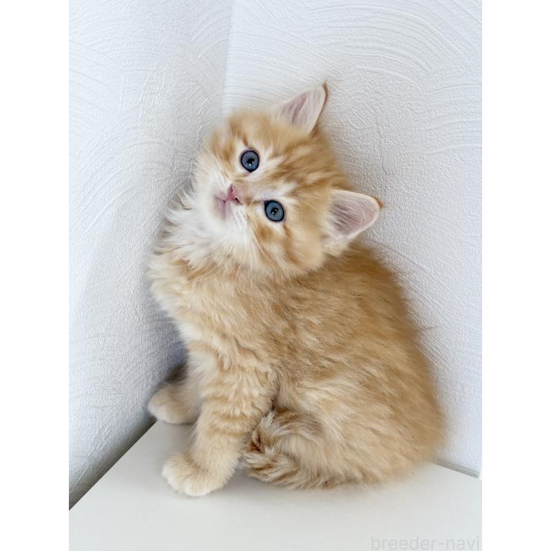 成約済の埼玉県のサイベリアン-140185の4枚目