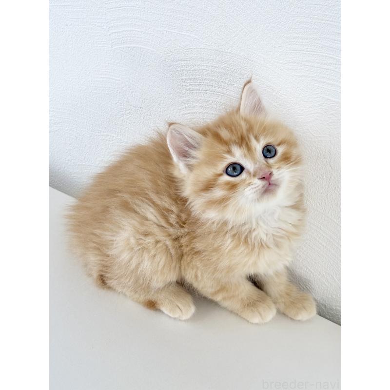 成約済の埼玉県のサイベリアン-140185の3枚目