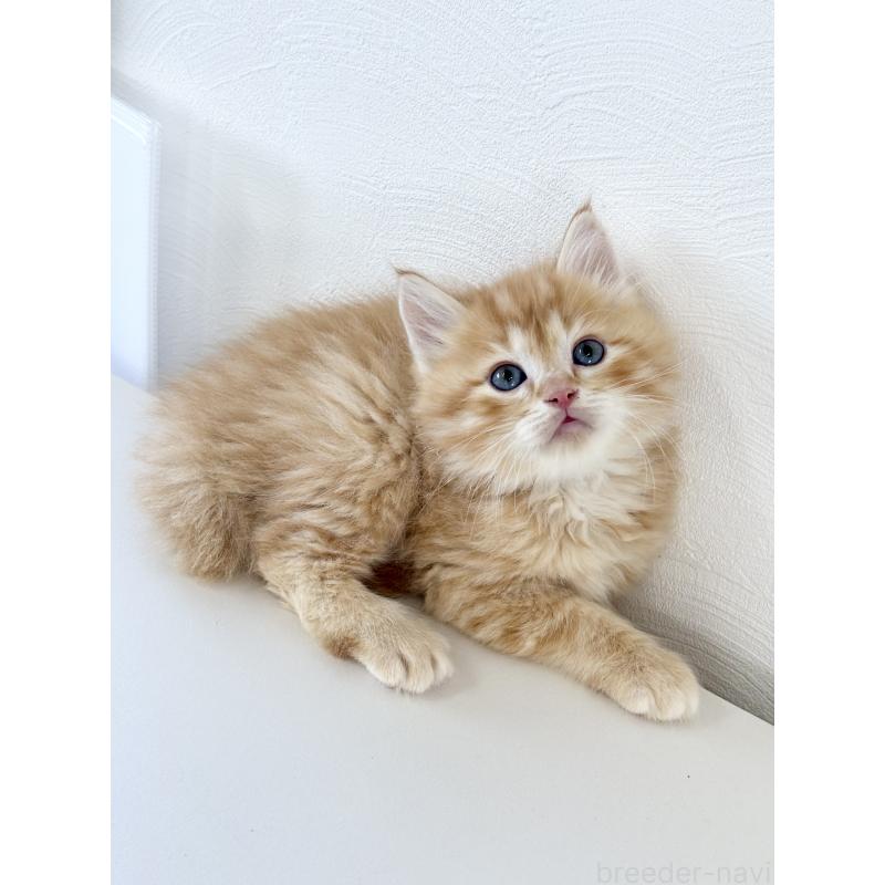 成約済の埼玉県のサイベリアン-140185の2枚目