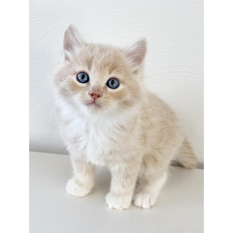 販売中の埼玉県のサイベリアン-140187の12枚目