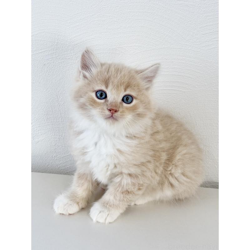 販売中の埼玉県のサイベリアン-140187の11枚目