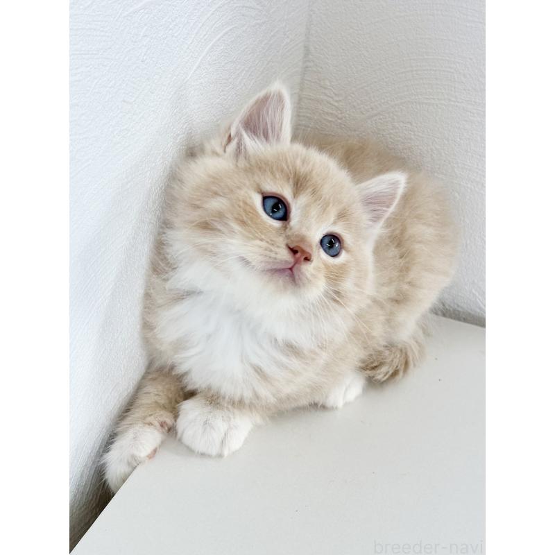 販売中の埼玉県のサイベリアン-140187の10枚目