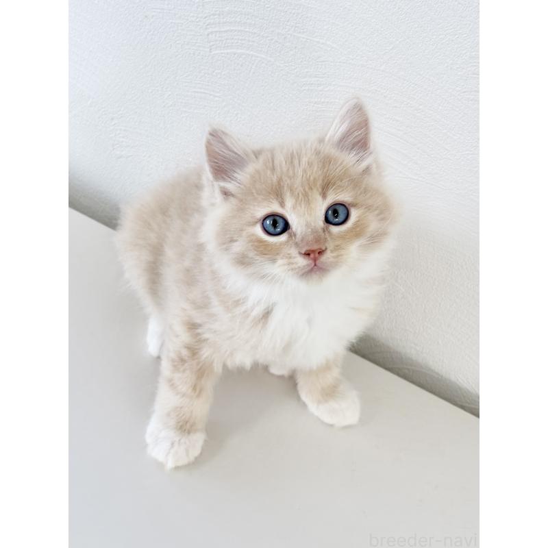 販売中の埼玉県のサイベリアン-140187の9枚目