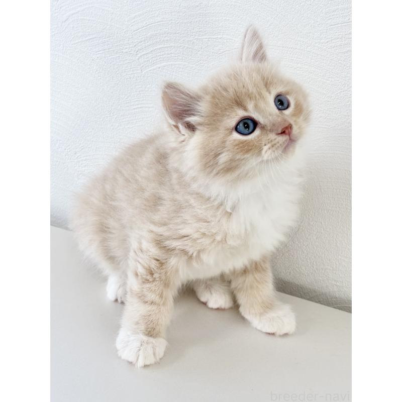 販売中の埼玉県のサイベリアン-140187の8枚目