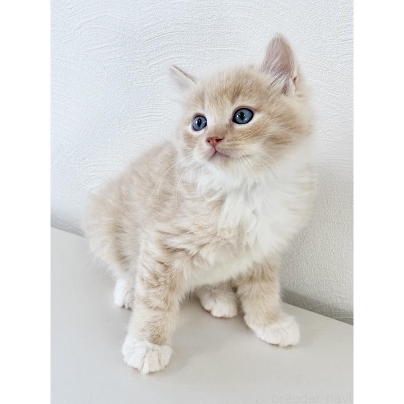 販売中の埼玉県のサイベリアン-140187の7枚目