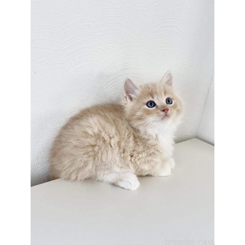 販売中の埼玉県のサイベリアン-140187の6枚目