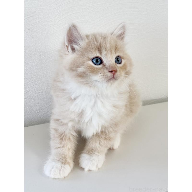 販売中の埼玉県のサイベリアン-140187の5枚目