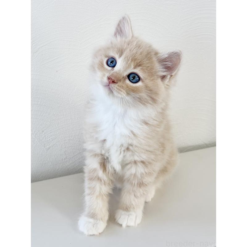 販売中の埼玉県のサイベリアン-140187の4枚目